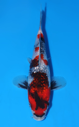 Ginrin Showa - koi #x0513t003