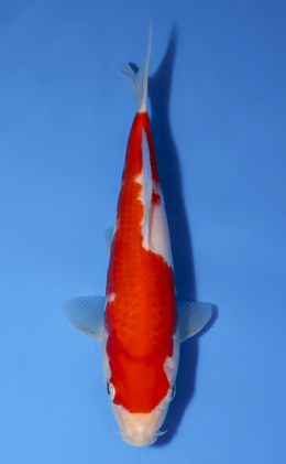 Kohaku - koi #x0514a002