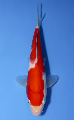 Kohaku - koi #x0514a003