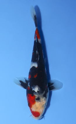 Showa - koi #x0514a004