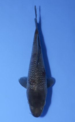 Ochibashigure - koi #x0514a005