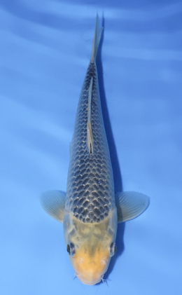 Kawari - koi #x0514a007