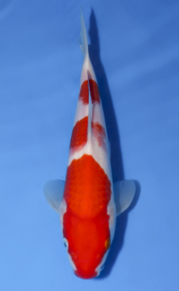 Kohaku - koi #x0514a008