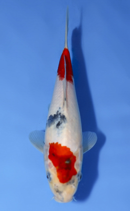Showa - koi #x0514a009
