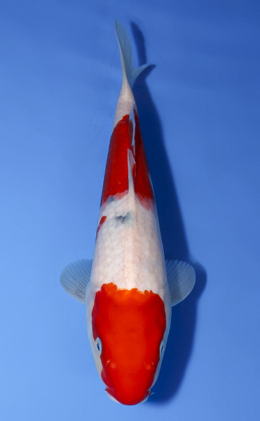Taisho Sanke - koi #x0514a012