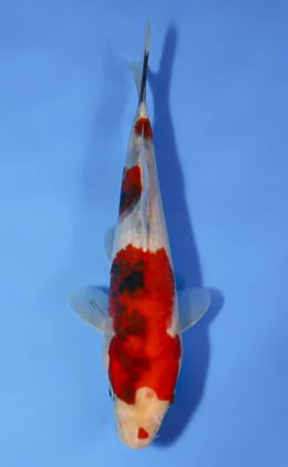 Showa - koi #x0514a013