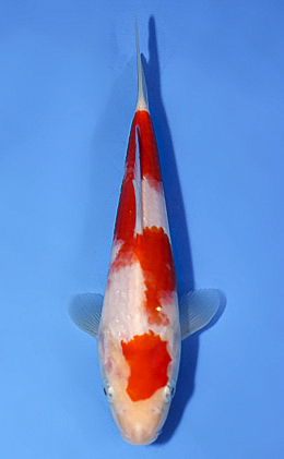 Kohaku - koi #x0514a014