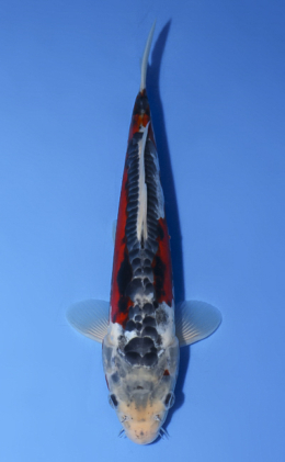 Shusui - koi #x0514a018