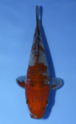 Ochibashigure - koi #x0514a020