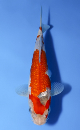 Ginrin Goshiki - koi #x0514a023
