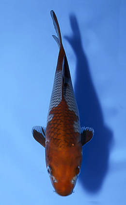Ochibashigure - koi #x0514a025