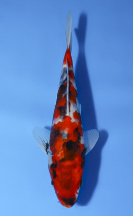 Showa - koi #x0514a027