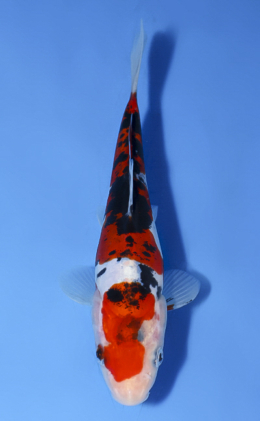 Doitsu Showa - koi #x0514a028