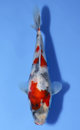 Showa - koi #x0514a029
