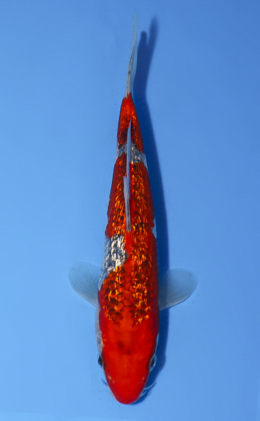 Ginrin Goshiki - koi #x0514a032