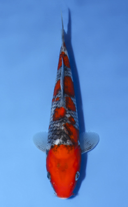 Goshiki - koi #x0514a033
