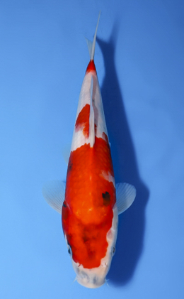 Showa - koi #x0514a035