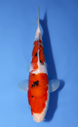 Taisho Sanke - koi #x0514a036