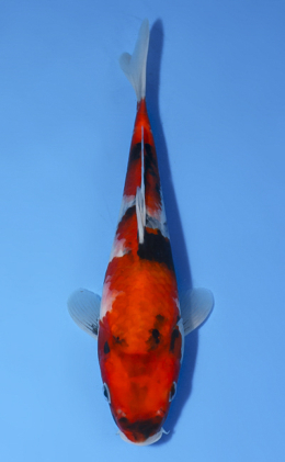 Showa - koi #x0514a040