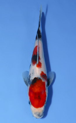 Showa - koi #x0514a041