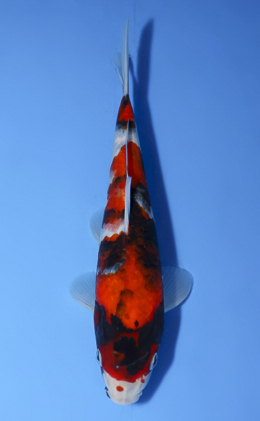 Showa - koi #x0514a043