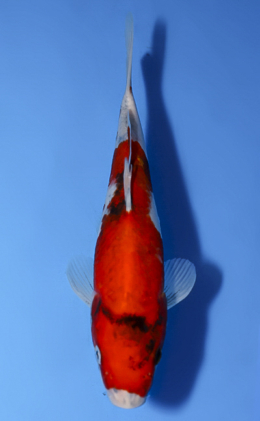 Showa - koi #x0514a044