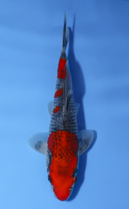 Goshiki - koi #x0514a046