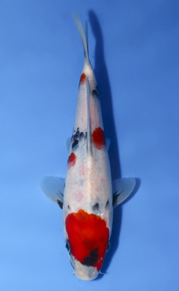 Showa - koi #x0514a047