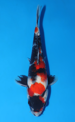 Showa - koi #x0516a010