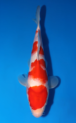 Kohaku - koi #x0516a011