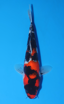 Showa - koi #x0516a017
