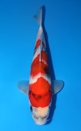 Showa - koi #x0516a019