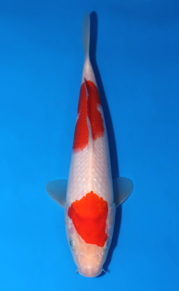 Kohaku - koi #x0516a021