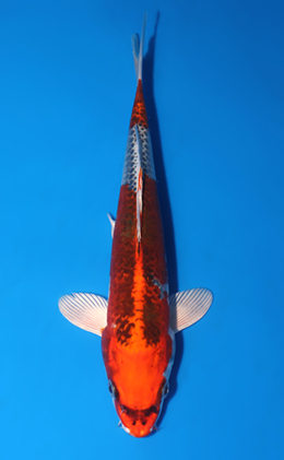 Kujyaku - koi #x0516a022