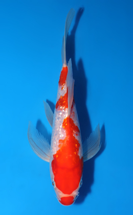 Hirenaga Ginrin Kohaku - koi #x0516a024