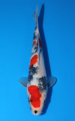 Showa - koi #x0516a025
