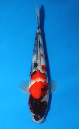 Showa - koi #x0516a026