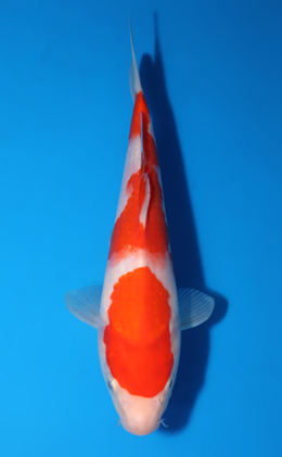 Kohaku - koi #x0516a027
