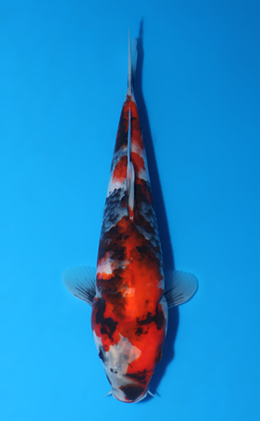 Showa - koi #x0516a028