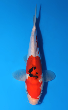 Doitsu Sanke - koi #x0516a029