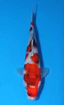 Showa - koi #x0516a031