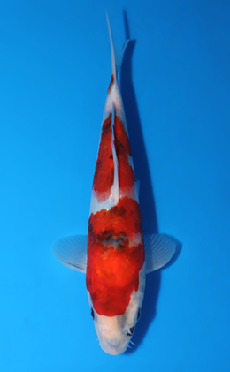 Showa - koi #x0516a032