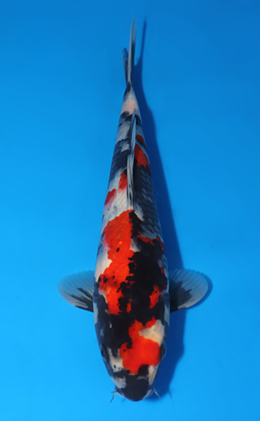 Showa - koi #x0516a033