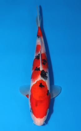 Taisho Sanke - koi #x0516a036