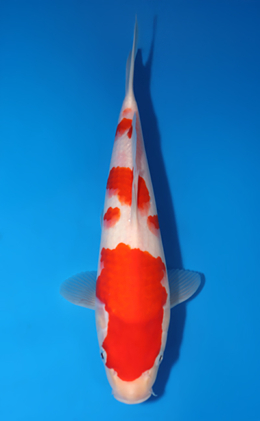 Kohaku - koi #x0516a037