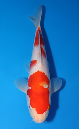 Kohaku - koi #x0516a038