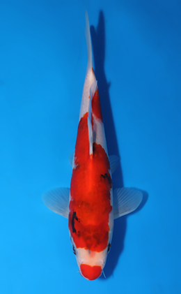 Showa - koi #x0516a041