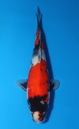 Showa - koi #x0516a042