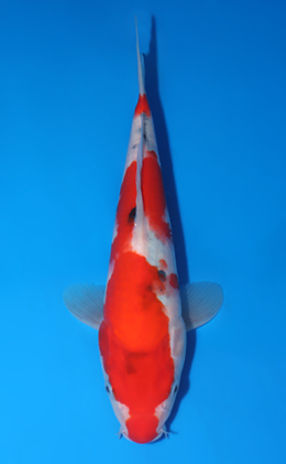 Showa - koi #x0516a044
