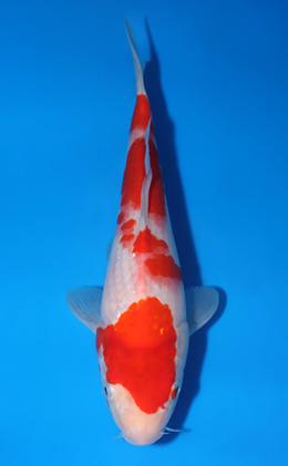 Kohaku - koi #x0516a045